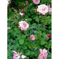 'Sofiero'™ Rosa X 'Sofiero'™ (Slotsrose) A-Kvalitet,- Barrods Roser Min. 3 Grene -Sirius Butik fi5107 rosa sofiero poulsak n c68d