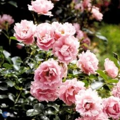 'Sommerwind'® Rosa X 'Sommerwind'® (Buketrose) A-Kvalitet,- Barrods Roser Min. 3 Grene -Sirius Butik fi5118 rosa sommerwind 70a1