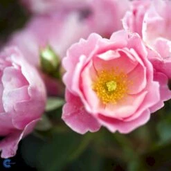 'Sommerwind'® Rosa X 'Sommerwind'® (Buketrose) A-Kvalitet,- Barrods Roser Min. 3 Grene -Sirius Butik fi5118 rosa sommerwind ba74