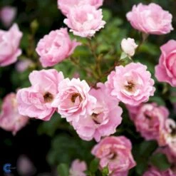 'Sommerwind'® Rosa X 'Sommerwind'® (Buketrose) A-Kvalitet,- Barrods Roser Min. 3 Grene -Sirius Butik fi5118 rosa sommerwind de35