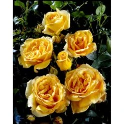 'Sophia™ Renaissance'® Rosa X 'Sophia™ Renaissance'® (Renaissancerose) A-Kvalitet,- Barrods Roser Min. 3 Grene -Sirius Butik fi5121 rosa sophia poulen002 n cc8f