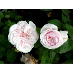 'Souvenier De La Malmaison' Rosa Bourboniana 'Souvenier De La Malmaison' (Bourbonrose) A-Kvalitet,- Barrods Roser Min. 3 Grene -Sirius Butik fi5126 rosa souvenir de la malmaison 9b41