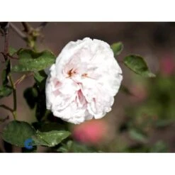 'Souvenier De La Malmaison' Rosa Bourboniana 'Souvenier De La Malmaison' (Bourbonrose) A-Kvalitet,- Barrods Roser Min. 3 Grene -Sirius Butik fi5126 rosa souvenir de la malmaison f191