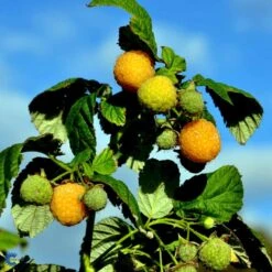 Efterårs Hindbær 'Fallgold' Rubus Idaeus 'Fallgold' Barrods,- 8-10 Mm. Rodhals. -Sirius Butik fi512 rubus idaeus fallgold b7df