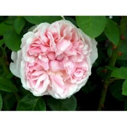 'St. Swithun' Rosa X 'St. Swithun' (Engelsk Rose) A-Kvalitet,- Barrods Roser Min. 3 Grene -Sirius Butik fi5137 rosa st swithun auswith 202d