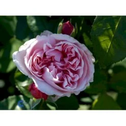 'St. Swithun' Rosa X 'St. Swithun' (Engelsk Rose) A-Kvalitet,- Barrods Roser Min. 3 Grene -Sirius Butik fi5137 rosa st swithun auswith 2a0e