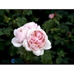 'St. Swithun' Rosa X 'St. Swithun' (Engelsk Rose) A-Kvalitet,- Barrods Roser Min. 3 Grene -Sirius Butik fi5137 rosa st swithun auswith d3e9