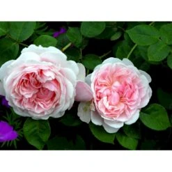 'St. Swithun' Rosa X 'St. Swithun' (Engelsk Rose) A-Kvalitet,- Barrods Roser Min. 3 Grene -Sirius Butik fi5137 rosa st swithun auswith e3b8