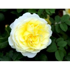 'Stockholm'™ Rosa X 'Stockholm'™ (Slotsrose) A-Kvalitet,- Barrods Roser Min. 3 Grene -Sirius Butik fi5142 rosa stockholm tm poulcas033 n 48a2