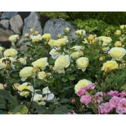 'Stockholm'™ Rosa X 'Stockholm'™ (Slotsrose) A-Kvalitet,- Barrods Roser Min. 3 Grene -Sirius Butik fi5142 rosa stockholm tm poulcas033 n 8953