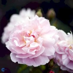 'Strawberry Hill' Rosa X 'Strawberry Hill' (Engelsk Rose) A-Kvalitet,- Barrods Roser Min. 3 Grene -Sirius Butik fi5143 rosa strawberry hill ausrimini 74f2