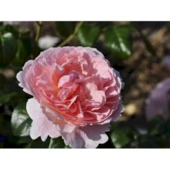 'Strawberry Hill' Rosa X 'Strawberry Hill' (Engelsk Rose) A-Kvalitet,- Barrods Roser Min. 3 Grene -Sirius Butik fi5143 rosa strawberry hill ausrimini a9b7