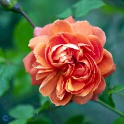 'Summer Song'™ Rosa X 'Summer Song'™ (Engelsk Rose) A-Kvalitet,- Barrods Roser Min. 3 Grene 15 'Summer Song'™ Rosa X 'Summer Song'™ (Engelsk Rose) A-Kvalitet,- Barrods Roser Min. 3 Grene -Sirius Butik fi5151 rosa summer song austango 141b