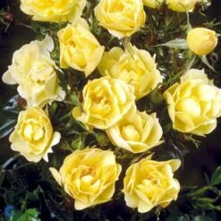 'Sun Cover'® Rosa X 'Sun Cover'® (Bunddækkerose) A-Kvalitet,- Barrods Roser Min. 3 Grene -Sirius Butik fi5154 rosa sun cover poulurt n e4ae