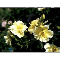'Sunburst Border'® Rosa X 'Sunburst Border'® (Bunddækkerose) A-Kvalitet,- Barrods Roser Min. 3 Grene -Sirius Butik fi5157 rosa sunburst border poulaksel n c7a7