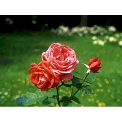'Super Star'® Rosa X 'Super Star'® (Storblomstrende) A-Kvalitet,- Barrods Roser Min. 3 Grene -Sirius Butik fi5165 rosa super star 2f00