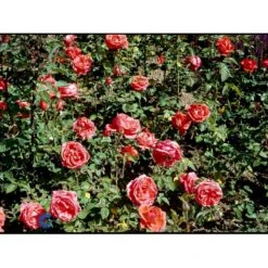 'Super Star'® Rosa X 'Super Star'® (Storblomstrende) A-Kvalitet,- Barrods Roser Min. 3 Grene -Sirius Butik fi5165 rosa super star 4e46