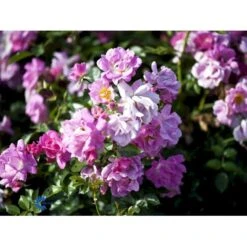 'Supreme Cover'® Rosa X 'Supreme Cover'® (Bunddækkerose) A-Kvalitet,- Barrods Roser Min. 3 Grene -Sirius Butik fi5166 rosa supreme cover poulor n 311a