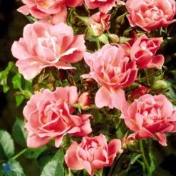 'Supreme Cover'® Rosa X 'Supreme Cover'® (Bunddækkerose) A-Kvalitet,- Barrods Roser Min. 3 Grene -Sirius Butik fi5166 rosa supreme cover poulor n 74dd