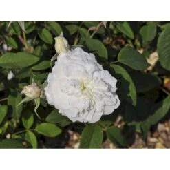 'Susan Williams-Ellis'™ Rosa 'Susan Williams-Ellis'™ (Engelsk Rose) A-Kvalitet,- Barrods Roser Min. 3 Grene -Sirius Butik fi5168 rosa susan williams ellis ausquirk 3336