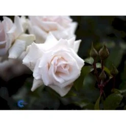 'Swan Lake' Rosa X 'Swan Lake' (Slyngrose) A-Kvalitet,- Barrods Roser Min. 3 Grene -Sirius Butik fi5171 rosa swan lake 3268