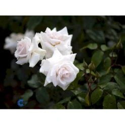'Swan Lake' Rosa X 'Swan Lake' (Slyngrose) A-Kvalitet,- Barrods Roser Min. 3 Grene -Sirius Butik fi5171 rosa swan lake bc8a