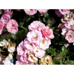 'Sweet Cover'® Rosa X 'Sweet Cover'® (Bunddækkerose) A-Kvalitet,- Barrods Roser Min. 3 Grene -Sirius Butik fi5174 rosa sweet cover poulweeto n 7f03