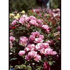 'Sweet Cover'® Rosa X 'Sweet Cover'® (Bunddækkerose) A-Kvalitet,- Barrods Roser Min. 3 Grene -Sirius Butik fi5174 rosa sweet cover poulweeto n e2dc