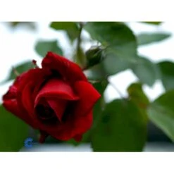 'Sympathie'® Rosa X 'Sympathie'® (Slyngrose) A-Kvalitet,- Barrods Roser Min. 3 Grene -Sirius Butik fi5181 rosa sympathie 0c71