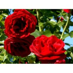 'Sympathie'® Rosa X 'Sympathie'® (Slyngrose) A-Kvalitet,- Barrods Roser Min. 3 Grene -Sirius Butik fi5181 rosa sympathie 2331