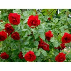 'Sympathie'® Rosa X 'Sympathie'® (Slyngrose) A-Kvalitet,- Barrods Roser Min. 3 Grene -Sirius Butik fi5181 rosa sympathie 548e