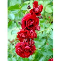 'Sympathie'® Rosa X 'Sympathie'® (Slyngrose) A-Kvalitet,- Barrods Roser Min. 3 Grene -Sirius Butik fi5181 rosa sympathie 79a4