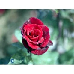 'Barkarole'® Rosa X 'Barkarole'® (Storblomstrende) A-Kvalitet,- Barrods Roser Min. 3 Grene -Sirius Butik fi5189 rosa tanelorak 18c2