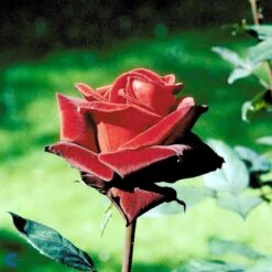 'Barkarole'® Rosa X 'Barkarole'® (Storblomstrende) A-Kvalitet,- Barrods Roser Min. 3 Grene -Sirius Butik fi5189 rosa tanelorak aaff