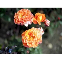 'Tea Time'® Rosa X 'Tea Time'® (Storblomstrende) A-Kvalitet,- Barrods Roser Min. 3 Grene -Sirius Butik fi5202 rosa tea time 693f