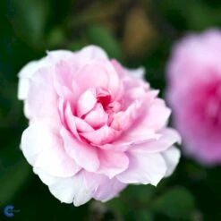 'The Mayflower' Rosa X 'The Mayflower' (Engelsk Rose) A-Kvalitet,- Barrods Roser Min. 3 Grene 22 'The Mayflower' Rosa X 'The Mayflower' (Engelsk Rose) A-Kvalitet,- Barrods Roser Min. 3 Grene -Sirius Butik fi5217 rosa the mayflower austilly e64d