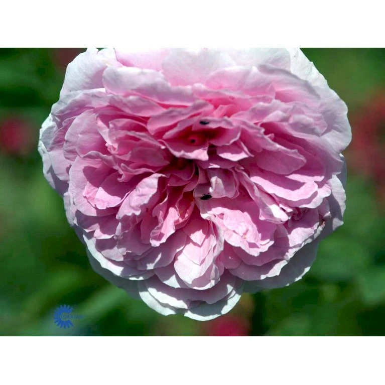 'The Mayflower' Rosa X 'The Mayflower' (Engelsk Rose) A-Kvalitet,- Barrods Roser Min. 3 Grene 12 'The Mayflower' Rosa X 'The Mayflower' (Engelsk Rose) A-Kvalitet,- Barrods Roser Min. 3 Grene - Billede 12