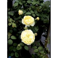 'The Pilgrim' Rosa X 'The Pilgrim' (Engelsk Rose) A-Kvalitet,- Barrods Roser Min. 3 Grene -Sirius Butik fi5220 rosa the pilgrim auswalker 0f4f