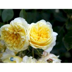 'The Pilgrim' Rosa X 'The Pilgrim' (Engelsk Rose) A-Kvalitet,- Barrods Roser Min. 3 Grene -Sirius Butik fi5220 rosa the pilgrim auswalker 1a40