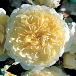 'The Pilgrim' Rosa X 'The Pilgrim' (Engelsk Rose) A-Kvalitet,- Barrods Roser Min. 3 Grene -Sirius Butik fi5220 rosa the pilgrim auswalker 26b4