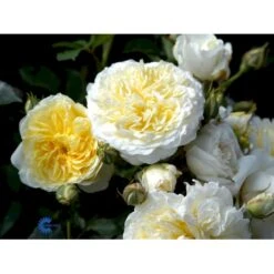 'The Pilgrim' Rosa X 'The Pilgrim' (Engelsk Rose) A-Kvalitet,- Barrods Roser Min. 3 Grene -Sirius Butik fi5220 rosa the pilgrim auswalker bc05