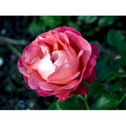 'Thor Heyerdahl' Rosa X 'Thor Heyerdahl' (Storblomstrende) A-Kvalitet,- Barrods Roser Min. 3 Grene -Sirius Butik fi5230 rosa thor heyerdahl 0f5d