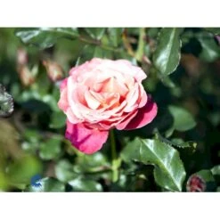 'Thor Heyerdahl' Rosa X 'Thor Heyerdahl' (Storblomstrende) A-Kvalitet,- Barrods Roser Min. 3 Grene -Sirius Butik fi5230 rosa thor heyerdahl 8ecf
