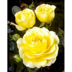 'Tivoli 150'™ Rosa X 'Tivoli 150'™ A-Kvalitet,- Barrods Roser Min. 3 Grene -Sirius Butik fi5236 rosa tivoli 150 poulduce n 6bae