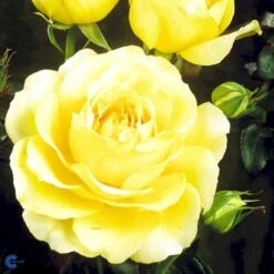 'Tivoli 150'™ Rosa X 'Tivoli 150'™ A-Kvalitet,- Barrods Roser Min. 3 Grene -Sirius Butik fi5236 rosa tivoli 150 poulduce n cb39