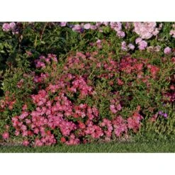 'Tommelise'® Rosa X 'Tommelise'® A-Kvalitet,- Barrods Roser Min. 3 Grene -Sirius Butik fi5239 rosa tommelise 52db