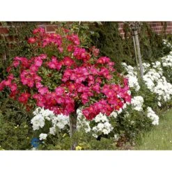 'Tommelise'® Rosa X 'Tommelise'® A-Kvalitet,- Barrods Roser Min. 3 Grene -Sirius Butik fi5239 rosa tommelise 9eb6