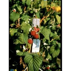 Sommer Hindbær 'Preussen II' Rubus Idaeus 'Preussen II' Potte 3,0 Liter,- Opbundet -Sirius Butik fi525 rubus idaeus preussen 6c76
