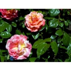 'Troika' Rosa X 'Troika' (Storblomstrende) A-Kvalitet,- Barrods Roser Min. 3 Grene -Sirius Butik fi5260 rosa troika n 4988