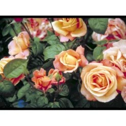 'Troika' Rosa X 'Troika' (Storblomstrende) A-Kvalitet,- Barrods Roser Min. 3 Grene -Sirius Butik fi5260 rosa troika n 8351